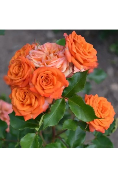 Компактний кущ троянди Orange Baby з блискучим листям